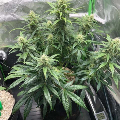 Grape Soda Auto - by KilliczGe growlog timeline photo