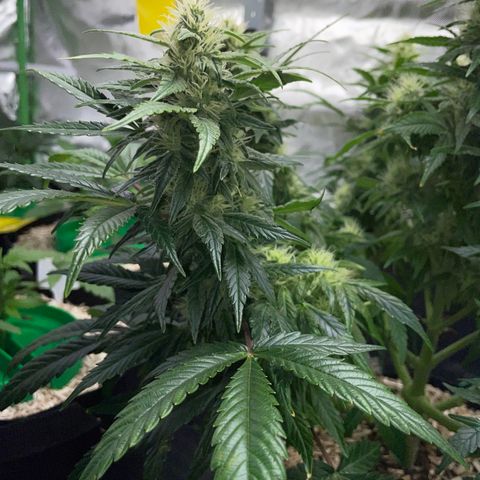 Grape Soda Auto - by KilliczGe growlog timeline photo