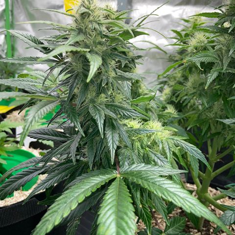 Grape Soda Auto - by KilliczGe growlog timeline photo