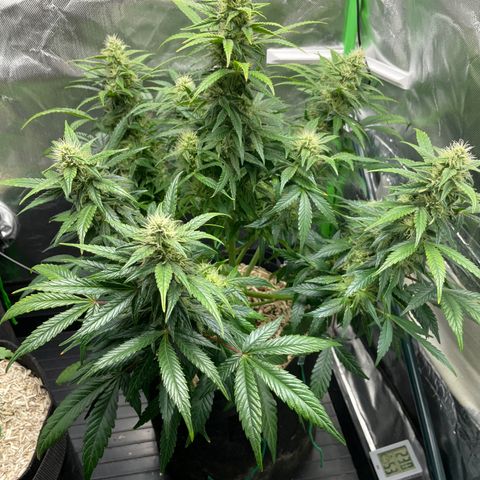 Grape Soda Auto - by KilliczGe growlog timeline photo
