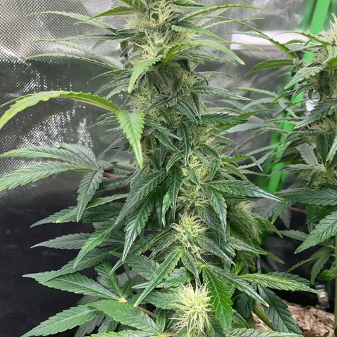 Grape Soda Auto - by KilliczGe growlog timeline photo