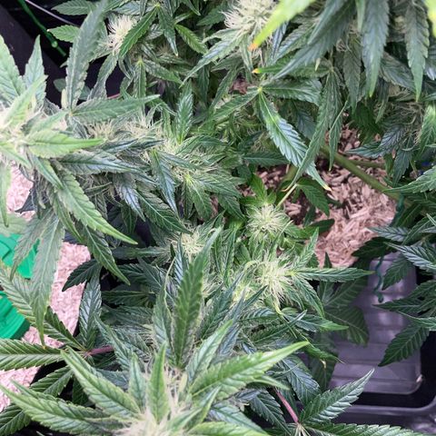 Grape Soda Auto - by KilliczGe growlog timeline photo