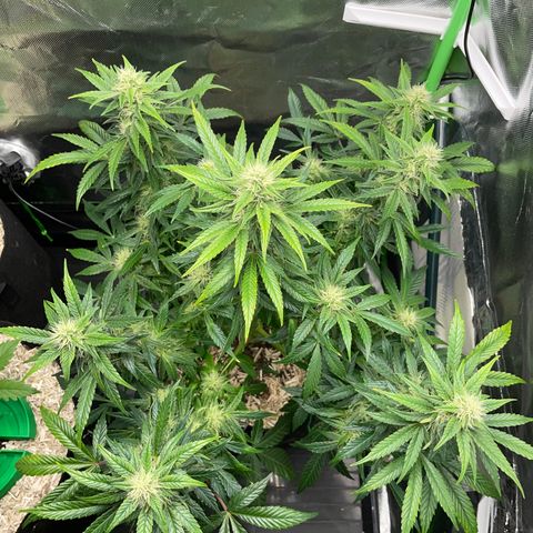 Grape Soda Auto - by KilliczGe growlog timeline photo