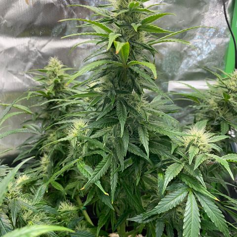 Grape Soda Auto - by KilliczGe growlog timeline photo