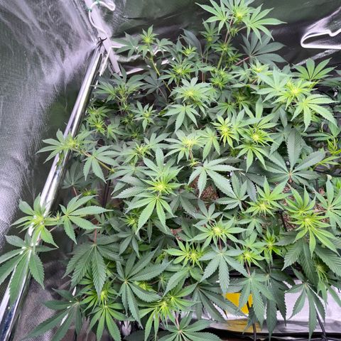 Critical Kush - GwJ Community Award Winning Celebration Grow Part 1 - The Winner - by KilliczGe growlog timeline photo
