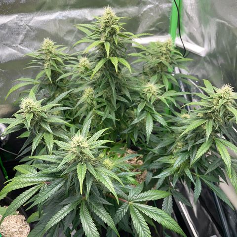 Grape Soda Auto - by KilliczGe growlog timeline photo