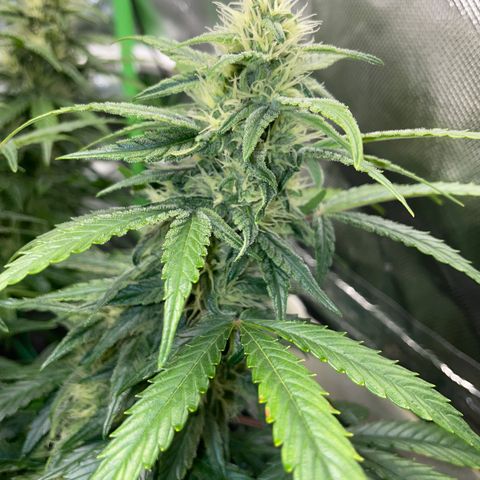 Grape Soda Auto - by KilliczGe growlog timeline photo