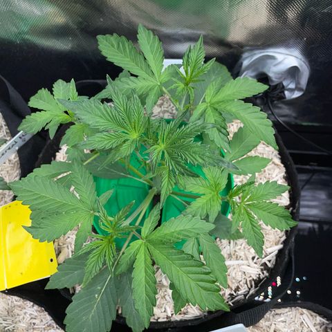 Wedding Cake Auto by KilliczGe growlog timeline photo