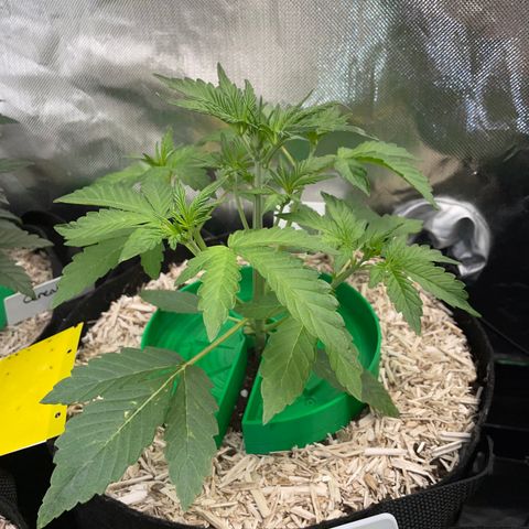 Wedding Cake Auto by KilliczGe growlog timeline photo