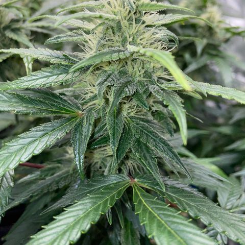 Grape Soda Auto - by KilliczGe growlog timeline photo