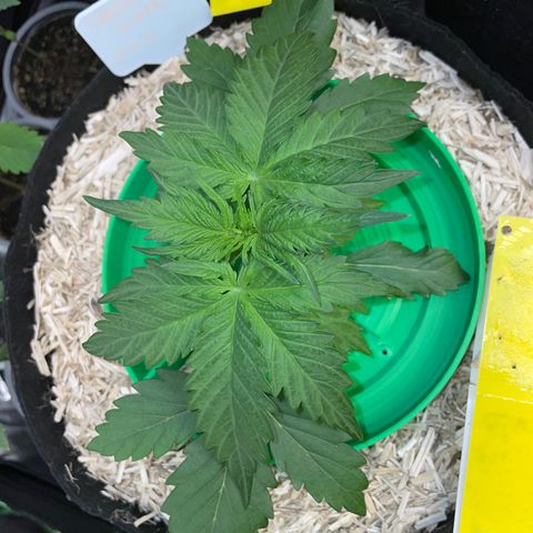Sherbet Queen Auto by KilliczGe  growlog timeline photo