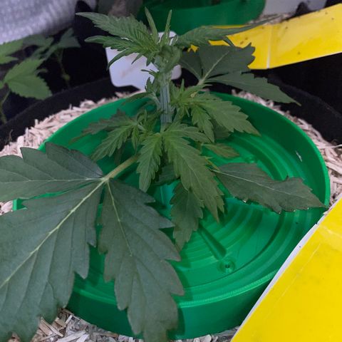 Sherbet Queen Auto by KilliczGe  growlog timeline photo