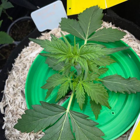 Sherbet Queen Auto by KilliczGe  growlog timeline photo