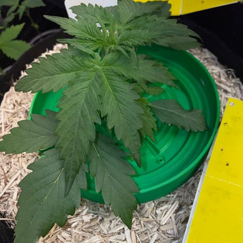Sherbet Queen Auto by KilliczGe  growlog timeline photo