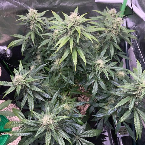 Grape Soda Auto - by KilliczGe growlog timeline photo