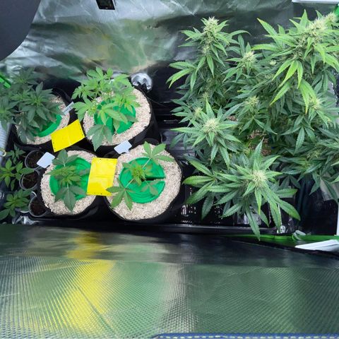 Wedding Cake Auto by KilliczGe growlog timeline photo