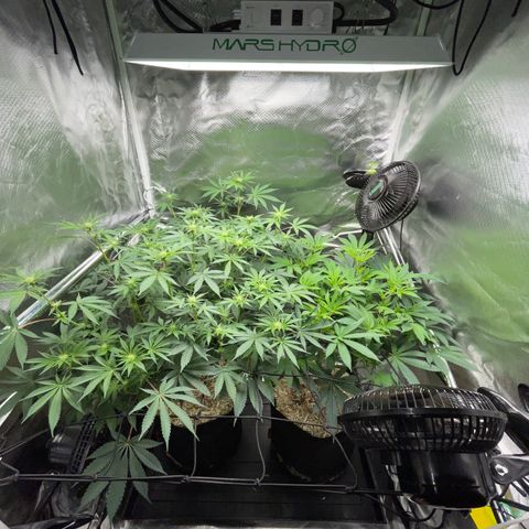 Critical Kush - GwJ Community Award Winning Celebration Grow Part 1 - The Winner - by KilliczGe growlog timeline photo