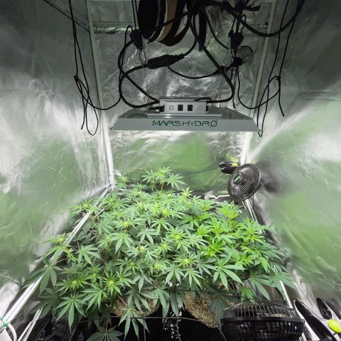 Critical Kush - GwJ Community Award Winning Celebration Grow Part 1 - The Winner - by KilliczGe growlog timeline photo