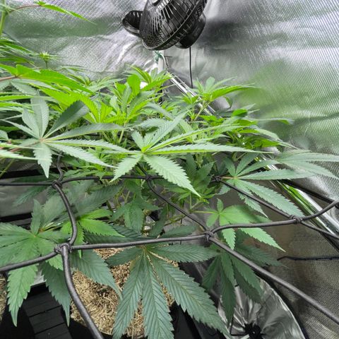 Special Kush 1 - GwJ Community Award Winning Celebration Grow Part 2 -The Price - by KilliczGe growlog timeline photo