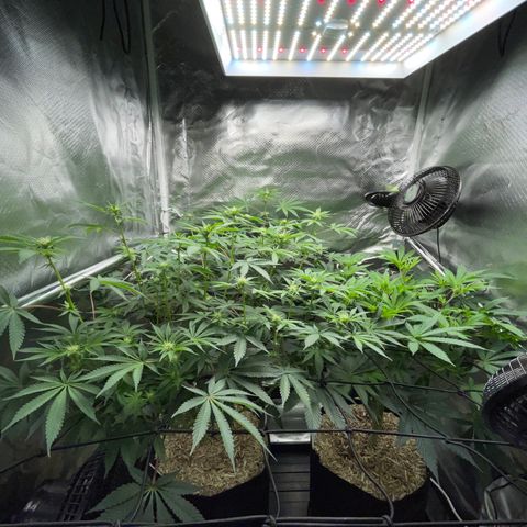 Critical Kush - GwJ Community Award Winning Celebration Grow Part 1 - The Winner - by KilliczGe growlog timeline photo