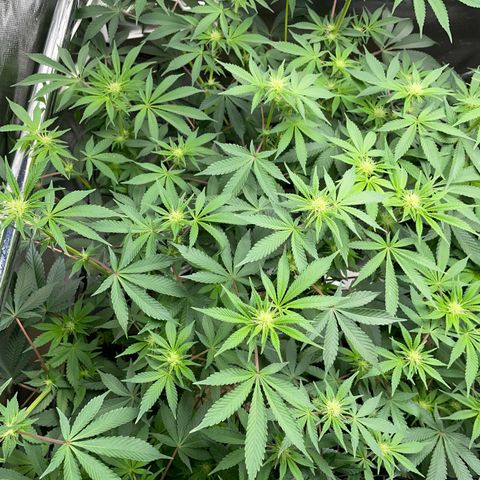 Critical Kush - GwJ Community Award Winning Celebration Grow Part 1 - The Winner - by KilliczGe growlog timeline photo
