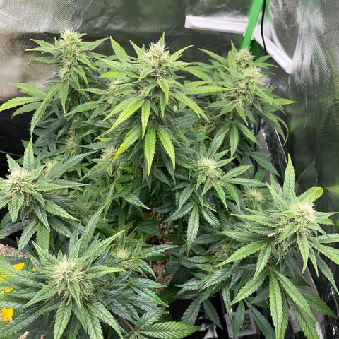 Grape Soda Auto - by KilliczGe growlog timeline photo