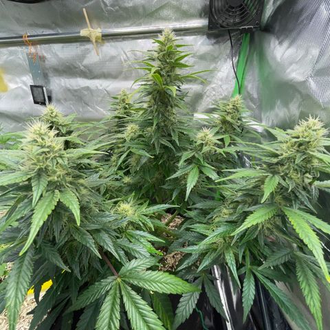 Grape Soda Auto - by KilliczGe growlog timeline photo