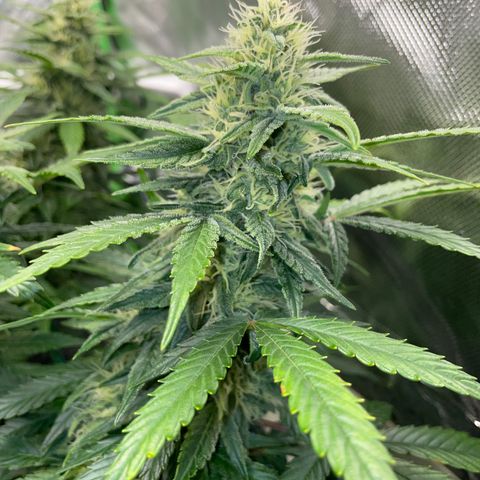 Grape Soda Auto - by KilliczGe growlog timeline photo