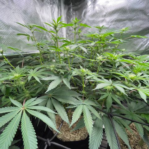 Critical Kush - GwJ Community Award Winning Celebration Grow Part 1 - The Winner - by KilliczGe growlog timeline photo