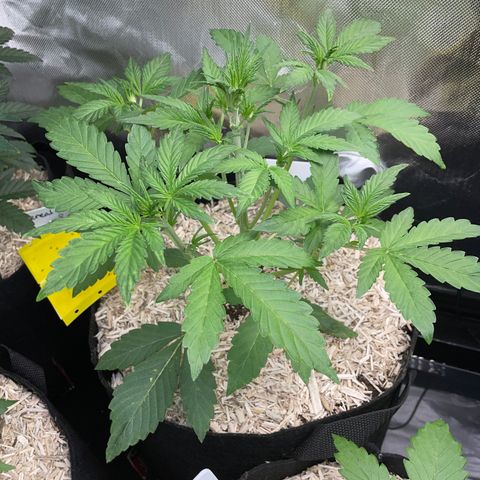Wedding Cake Auto by KilliczGe growlog timeline photo