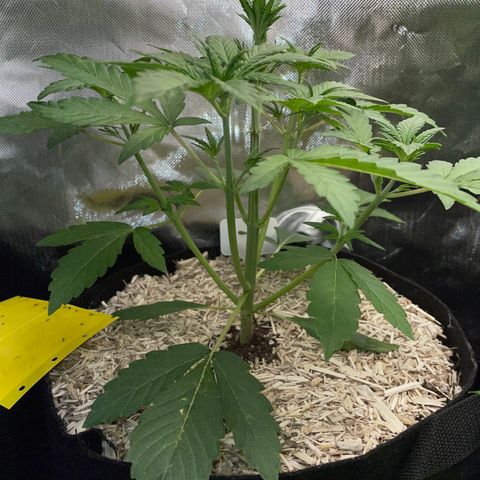 Wedding Cake Auto by KilliczGe growlog timeline photo
