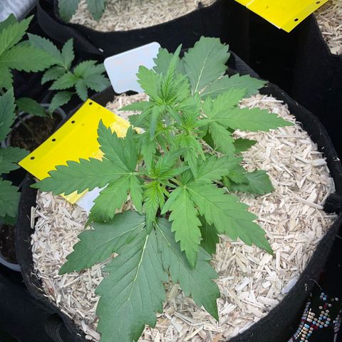 Sherbet Queen Auto by KilliczGe  growlog timeline photo