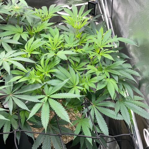 Special Kush 1 - GwJ Community Award Winning Celebration Grow Part 2 -The Price - by KilliczGe growlog timeline photo