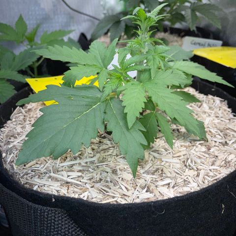 Sherbet Queen Auto by KilliczGe  growlog timeline photo