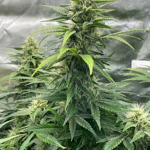 Grape Soda Auto - by KilliczGe growlog timeline photo