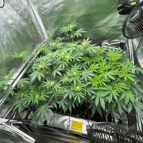Critical Kush - GwJ Community Award Winning Celebration Grow Part 1 - The Winner - by KilliczGe growlog timeline photo