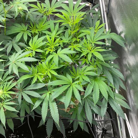 Special Kush 1 - GwJ Community Award Winning Celebration Grow Part 2 -The Price - by KilliczGe growlog timeline photo