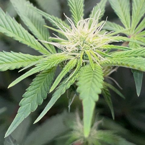 Critical Kush - GwJ Community Award Winning Celebration Grow Part 1 - The Winner - by KilliczGe growlog timeline photo