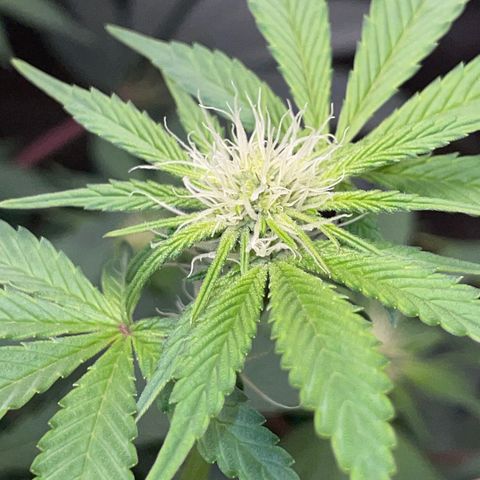 Critical Kush - GwJ Community Award Winning Celebration Grow Part 1 - The Winner - by KilliczGe growlog timeline photo
