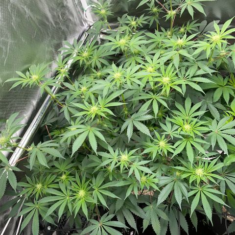 Critical Kush - GwJ Community Award Winning Celebration Grow Part 1 - The Winner - by KilliczGe growlog timeline photo