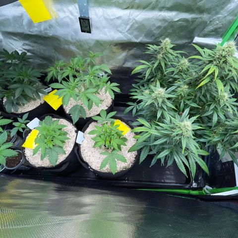 Wedding Cake Auto by KilliczGe growlog timeline photo