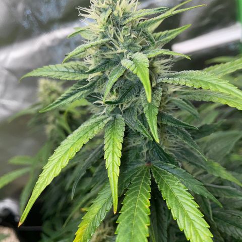 Grape Soda Auto - by KilliczGe growlog timeline photo