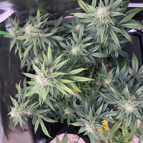 Grape Soda Auto - by KilliczGe growlog timeline photo