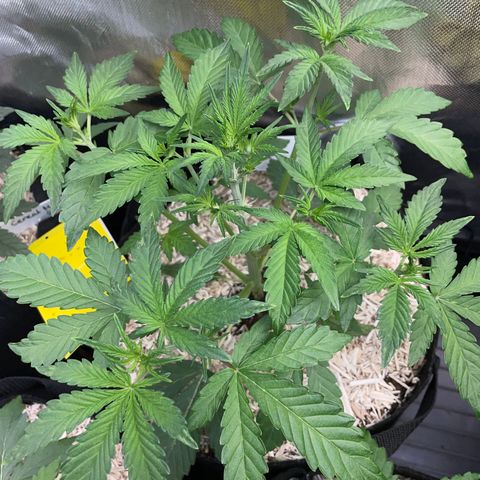 Wedding Cake Auto by KilliczGe growlog timeline photo