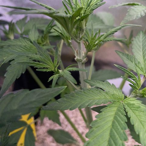 Wedding Cake Auto by KilliczGe growlog timeline photo