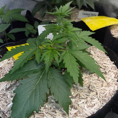 Sherbet Queen Auto by KilliczGe  growlog timeline photo