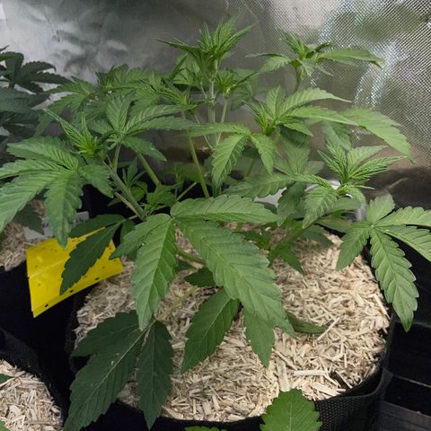 Wedding Cake Auto by KilliczGe growlog timeline photo