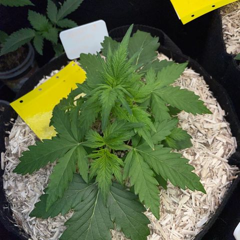 Sherbet Queen Auto by KilliczGe  growlog timeline photo