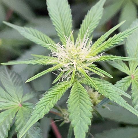 Critical Kush - GwJ Community Award Winning Celebration Grow Part 1 - The Winner - by KilliczGe growlog timeline photo