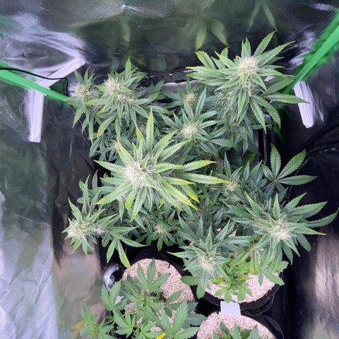 Grape Soda Auto - by KilliczGe growlog timeline photo
